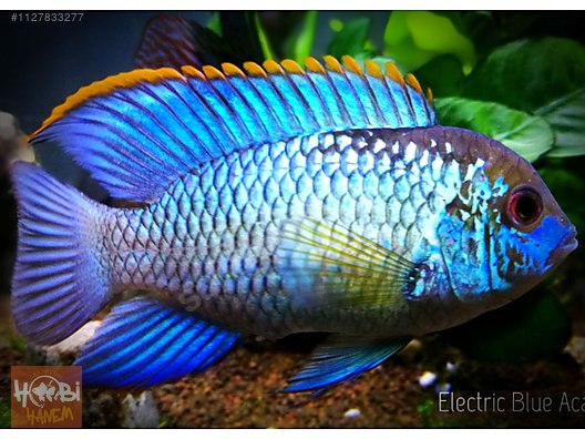 LIVE FISH ELECTRIC Blue Acara Cichlid Juvenile $40.00 - PicClick