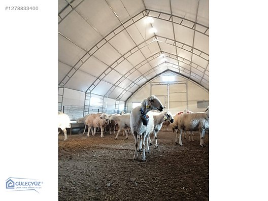 8X30 GÜLEÇYÜZ MARKA KÜÇÜKBAŞ ÇADIRI KAMPANYADA - Endüstriyel Çadırlar Sanayi Ekipmanları sahibinden.com'da