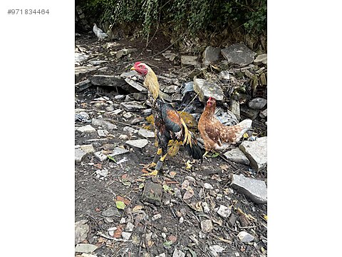roosters sahibinden hint horozu at sahibinden com 971834464