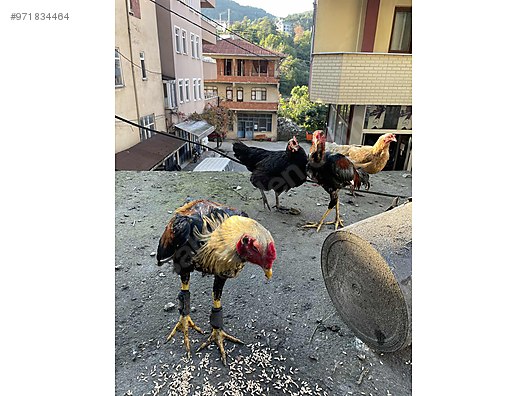 roosters sahibinden hint horozu at sahibinden com 971834464