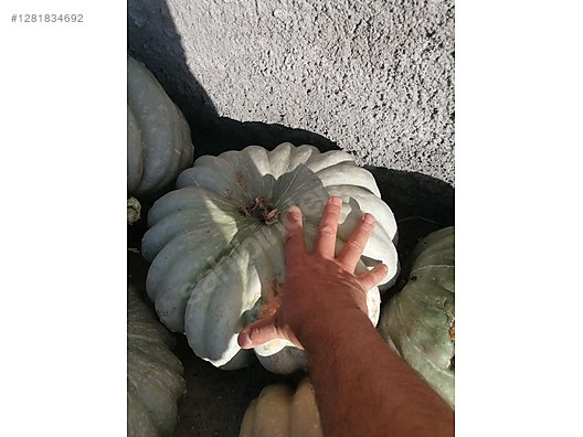 Used & Brand New Items / Garden & Home Improvement / Wholesale Lots