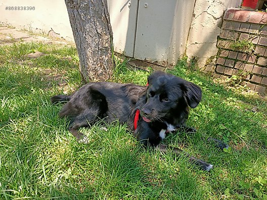 Kopek Border Collie Oyun Arkadasi Yeni Yuvasini Ariyor Sahibinden Comda 868838396