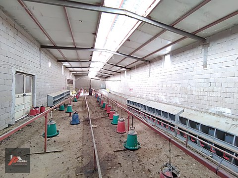 nar davullu mevkii kiralik tavuk ciftligi sahibinden comda 853838434