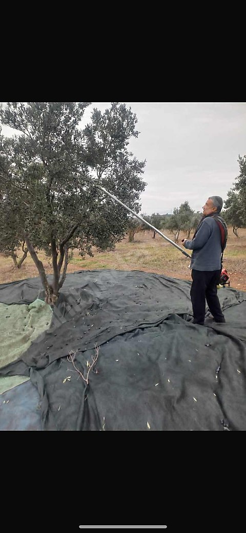 Zeytin yağ Bursa Karacabey'