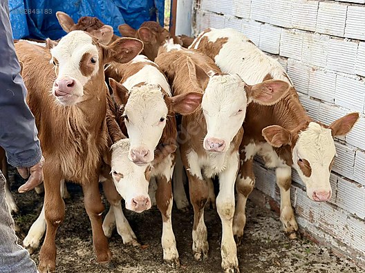 Hayvanlar Alemi / Büyükbaş Hayvanlar / İnek