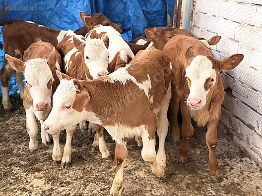 20 Adet İthal Tüm Aşı Tam Yeme Düşmüş Kapı Teslim Kapıda Öde - Türkiye'nin ücretsiz ilan sitesi sahibinden.com'da