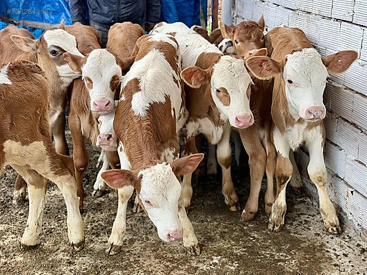 Hayvanlar Alemi / Büyükbaş Hayvanlar / İnek