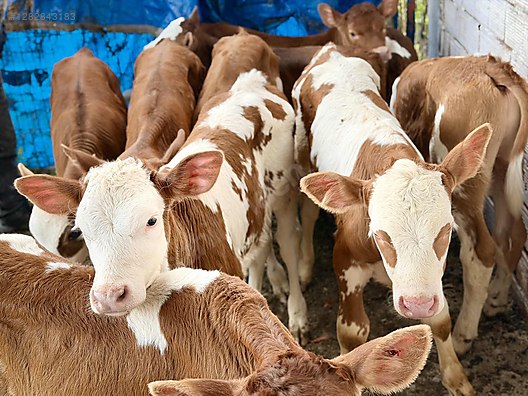20 Adet İthal Tüm Aşı Tam Yeme Düşmüş Kapı Teslim Kapıda Öde - Türkiye'nin ücretsiz ilan sitesi sahibinden.com'da