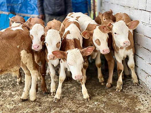 20 Adet İthal Tüm Aşı Tam Yeme Düşmüş Kapı Teslim Kapıda Öde - Türkiye'nin ücretsiz ilan sitesi sahibinden.com'da