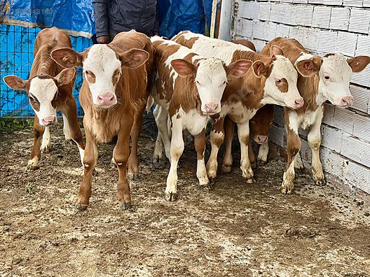 Hayvanlar Alemi / Büyükbaş Hayvanlar / İnek