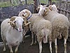 Pets & Livestock / Small Livestock / Rams