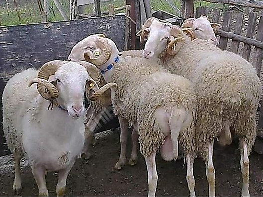 Pets & Livestock / Small Livestock / Rams
