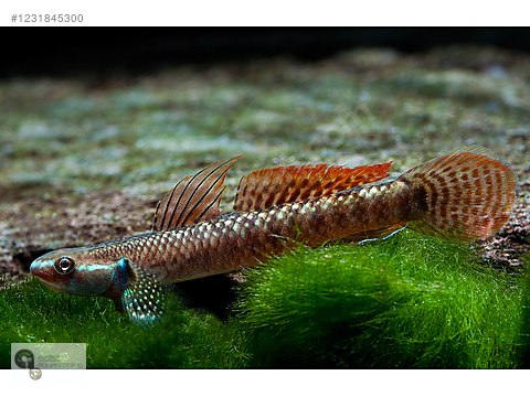 Sazansıgiller / Diğer Türler / Stiphodon Ornatus (Rainbow Goby ...