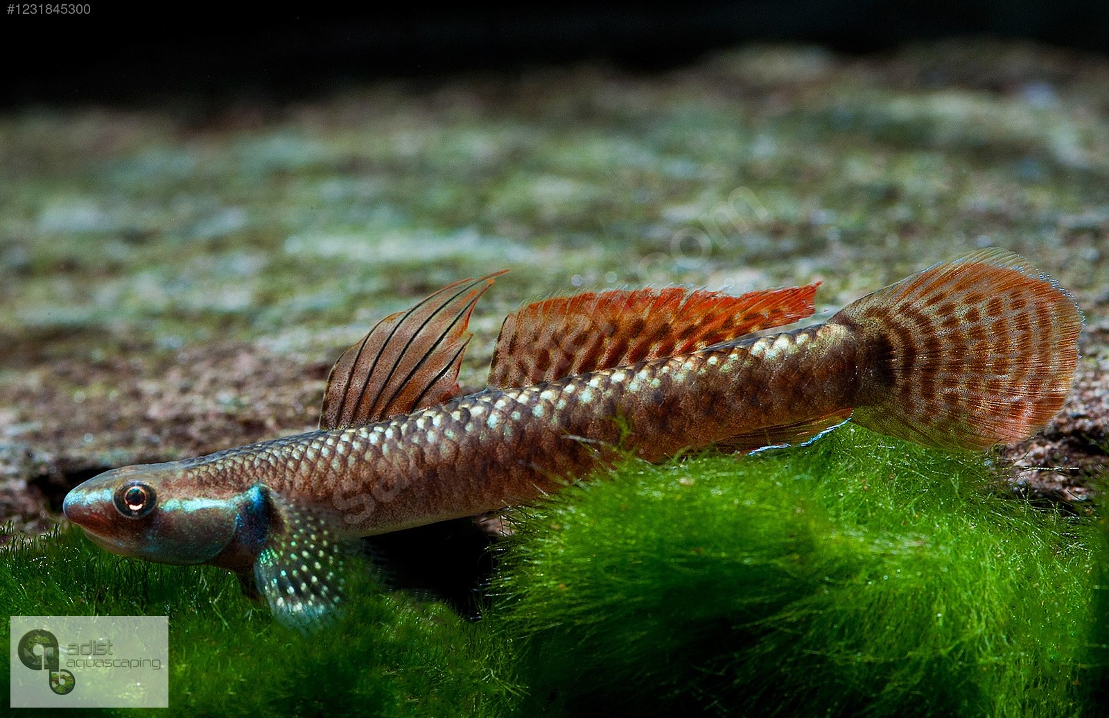 Sazansıgiller / Diğer Türler / Stiphodon Ornatus (Rainbow Goby ...