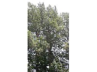 Hakkari/Merkez'de satılık kavak ağaçları