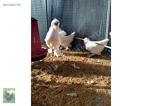 Kuluckalik Yumurta Osmanli Sultan Tavugu Yumurtasi Sahibinden Comda 922849158 Kuluckalik Yumurta Osmanli Sultan Tavugu Yumurtasi Sahibinden Comda 922849158