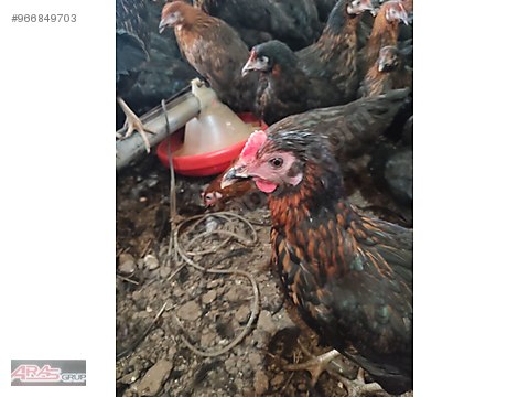 Tavuk En Guzel Yumurtaci Tavuklar Sahibinden Comda 966849703 Tavuk En Guzel Yumurtaci Tavuklar Sahibinden Comda 966849703