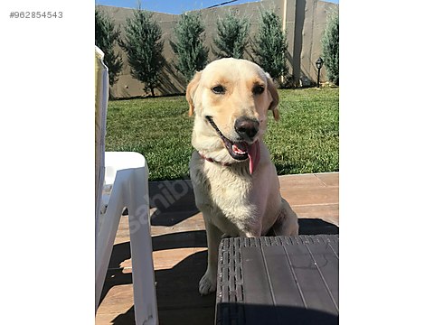 Kopek Labrador Retriever Cinsi Bu Guzel Kizima Bir Yuva Ariyorum Ucretsiz Sahibinden Comda 962854543