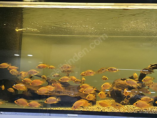 Cichlids / Midas / Aksu akvaryumdan 7 8 cm midas balıkları on