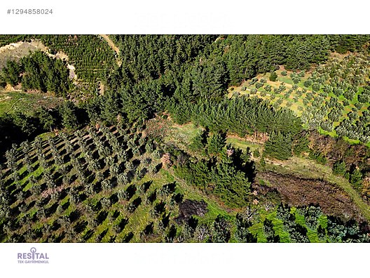 ÇAĞRIŞAN DA SATILIK VİLLA İMARLI ARSA