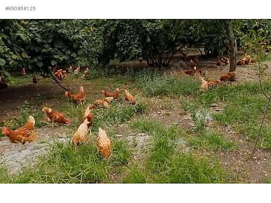 Tavuk Gezen Koy Tavugu Organik Yumurta Sahibinden Comda 950858125 Tavuk Gezen Koy Tavugu Organik Yumurta Sahibinden Comda 950858125