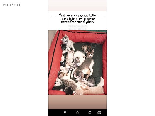 Kedi Tekir Ucretsiz Kedi Sahiplendirme Sahibinden Comda 841858181