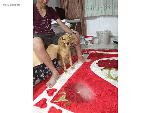 Kopek Pekinez Gonullu Sahiplendirme Sahibinden Comda 847858556