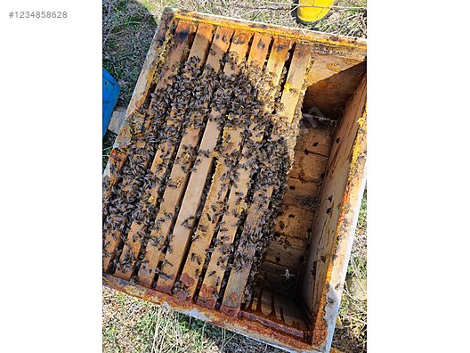 Pets & Livestock / Insects / Bees