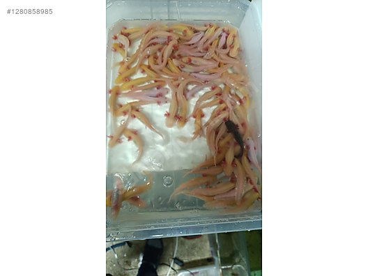 Hayvanlar Alemi / Sürüngenler / Semender