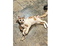 İsmim Ginger..Ev arkadaşın olabilir miyim ? #1283859825