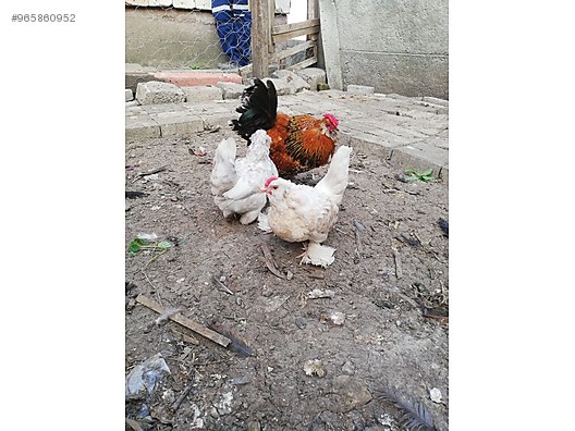 Tavuk 1 Tane Ispenc Tavuk Sahibinden Comda 965860952 Tavuk 1 Tane Ispenc Tavuk Sahibinden Comda 965860952