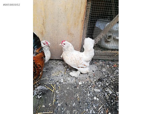 Tavuk 1 Tane Ispenc Tavuk Sahibinden Comda 965860952 Tavuk 1 Tane Ispenc Tavuk Sahibinden Comda 965860952