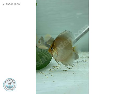 Cichlidler / Discus / RED COVER BLUE RİM 8 cm MASTER AKVARYUM'DA ...