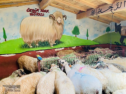 Hayvanlar Alemi / Küçükbaş Hayvanlar / Koç