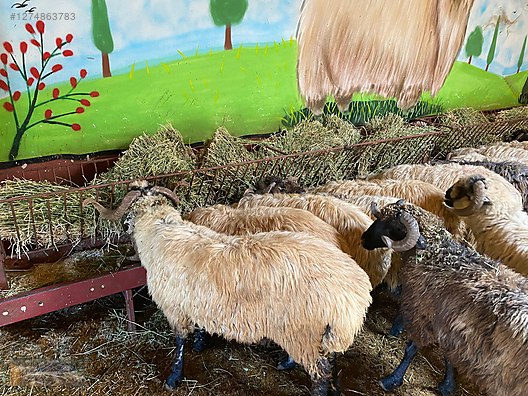 Pets & Livestock / Small Livestock / Rams