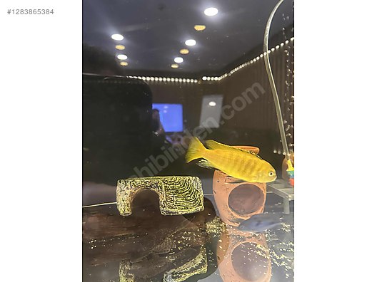 Hayvanlar Alemi / Akvaryum Balıkları / Cichlidler / Sarı Prenses