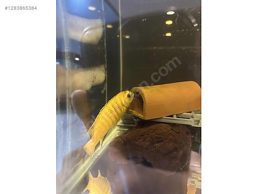 Hayvanlar Alemi / Akvaryum Balıkları / Cichlidler / Sarı Prenses