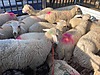Pets & Livestock / Small Livestock / Rams