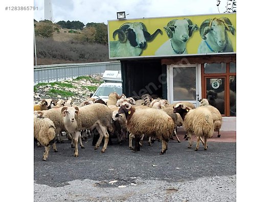 Pets & Livestock / Small Livestock / Rams