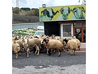 DEMİR ADAK ŞOK KAMPANYA ADAKLIK KURBAN SATIŞ YERİ #1283865822