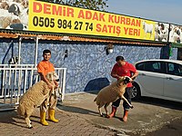 DEMİR KURBANLIK ADAKLIK EN EKONOMİK BİZ SATIYORUZ.KESİM ÜÇRETSİZ #1283866743