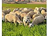 Pets & Livestock / Small Livestock / Rams