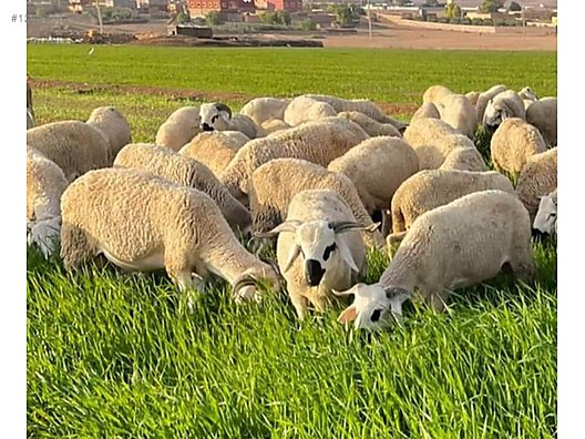 Pets & Livestock / Small Livestock / Rams