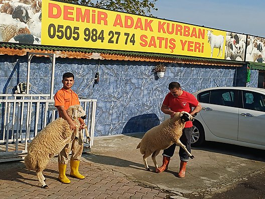 Pets & Livestock / Small Livestock / Rams