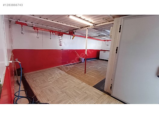 Pets & Livestock / Small Livestock / Rams