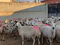 DEMİR ADAK KURBAN YENİ MALLARIMIZ GELMİŞTİR EN UYGUN FİYATLARLA #1283866829