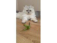 Güzellik abidesi Muffin YUVA Arıyor - ÜCRETSİZ - #1283867106