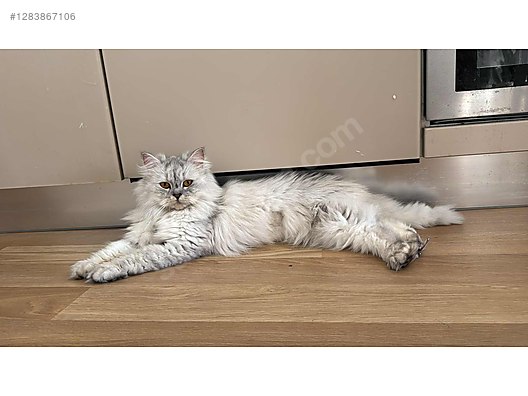 Hayvanlar Alemi / Evcil Hayvanlar / Kedi / Melez