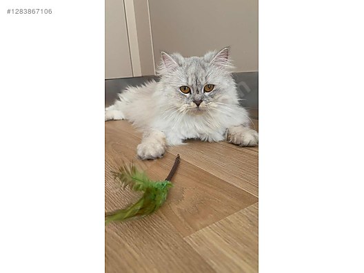 Hayvanlar Alemi / Evcil Hayvanlar / Kedi / Melez