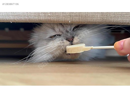 Hayvanlar Alemi / Evcil Hayvanlar / Kedi / Melez